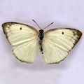 Mottled emigrantCatopsilia pyranthe( F)-1